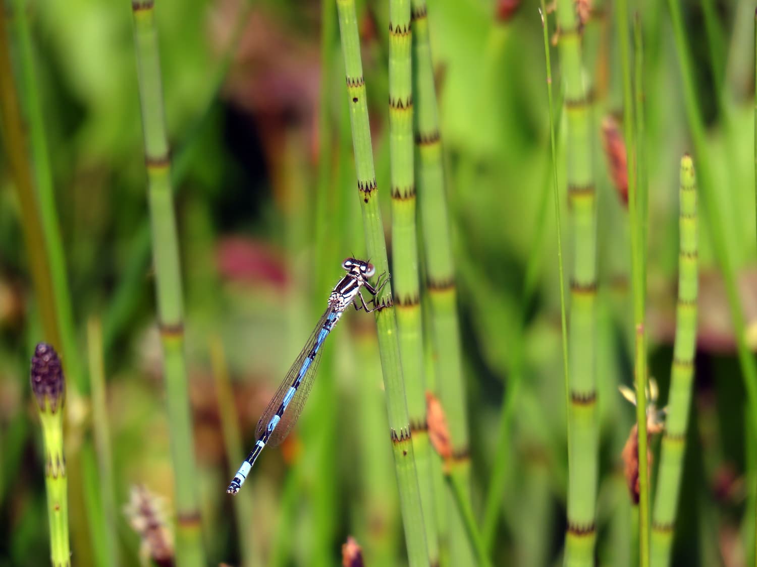 Agrion de mercure